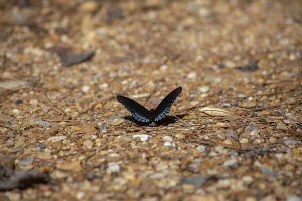 Red-spotted purple butterfly perched on rock covered ground