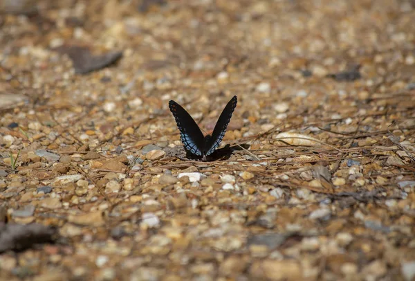 Mariposa Púrpura Manchas Rojas Posada Suelo Cubierto Roca —  Fotos de Stock