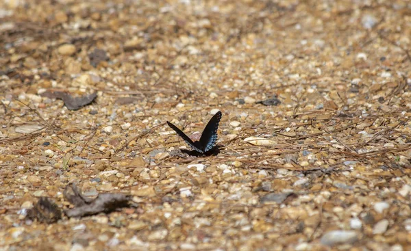 Red-spotted purple butterfly perched on rock covered ground