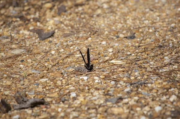 Red-spotted purple butterfly perched on rock covered ground