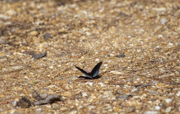 Red-spotted purple butterfly perched on rock covered ground