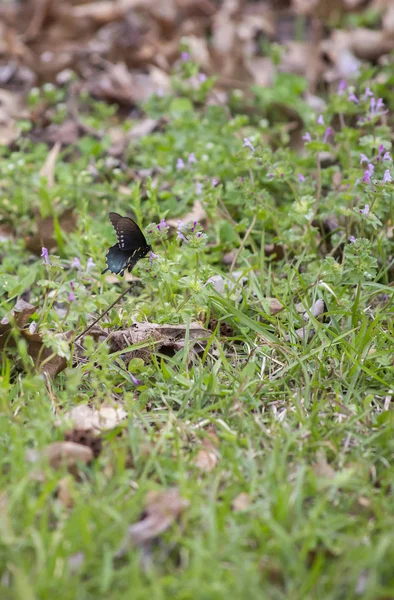 Pipevine Swallowtail Butterfly Violett Wildflower Gård — Stockfoto