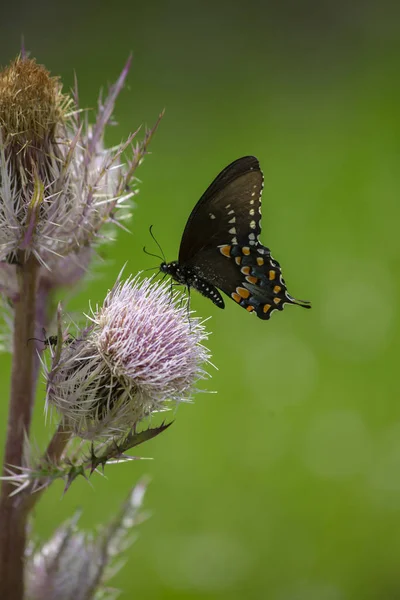 Black Swallowtail Butterfly Fluttering Thistle Weed — Stock Photo, Image