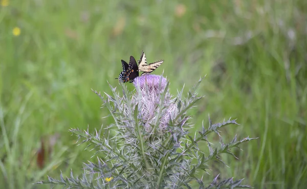 Black swallowtail and eastern tiger swallowtail butterflies on a thistle weed