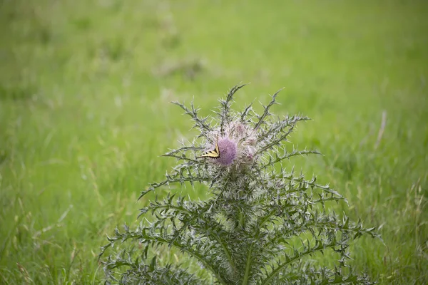 Eastern Tiger Swallowtail Butterfly Thistle Weed — Stock Photo, Image