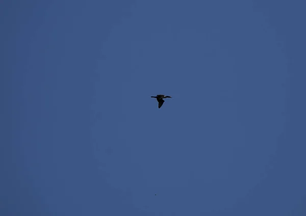 Cormorão Voo Através Céu Azul Profundo — Fotografia de Stock