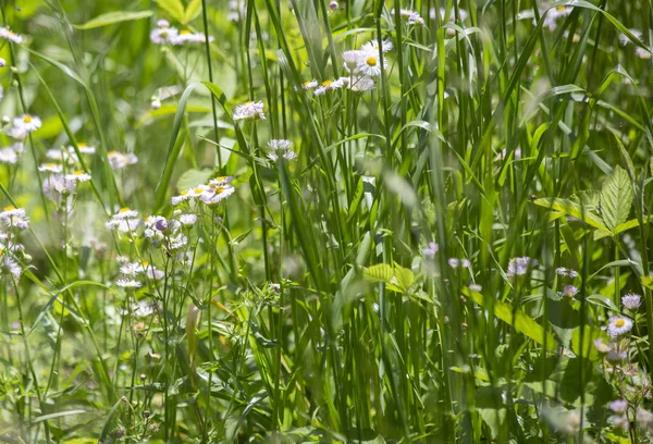 Oxeye papatya büyüyen bir çayırda kümesi