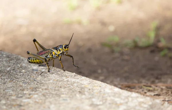 Eastern Lubber Grasshopper Jumping Sidewalk Dirt — Stock Photo, Image