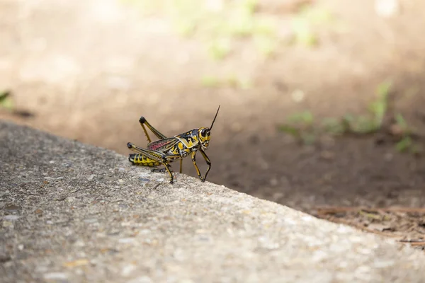 인도에서 뛰어내린 메뚜기 — 스톡 사진