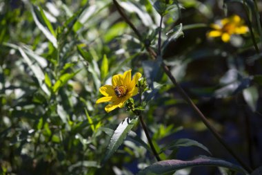 Güzel bir ayçiçeği geç sonbahar sezonu içinde çiçek anında