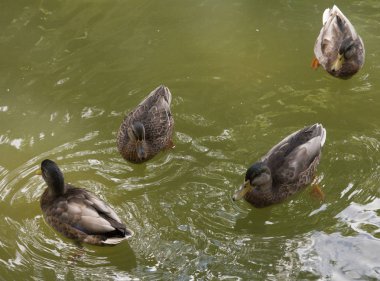 Dört ördek bir su birikintisi içinde yüzmeye yakın çekim