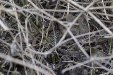 Ot otlar ve bramble gizli yılanı (Natrix natrix)