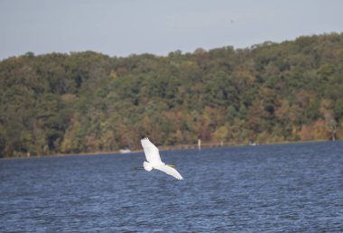 Arka planda bir kıyı ile su üzerinde uçan büyük ak balıkçıl (Ardea alba)