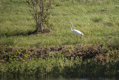 Bir kıyı yürüyüş büyük ak balıkçıl (Ardea alba)