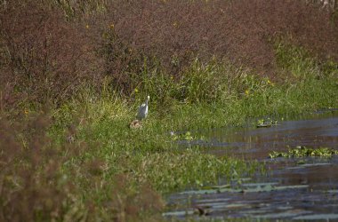 Avını bir bataklığın kenarında takip büyük ak balıkçıl (Ardea alba)