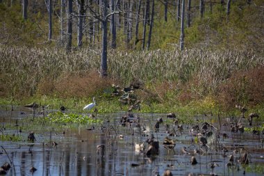Avını bir bataklığın kenarında takip büyük ak balıkçıl (Ardea alba)