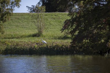 Bir kıyı çalım büyük ak balıkçıl (Ardea alba)