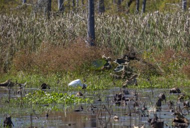 Avını bir bataklığın kenarında takip büyük ak balıkçıl (Ardea alba)
