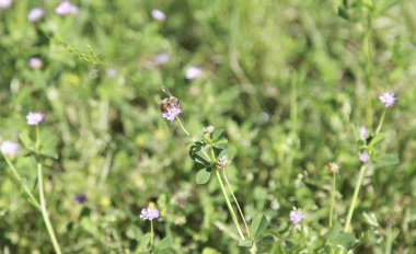 Bal arısı (API mallifera) bir yama kır çiçekleri