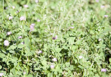 Bal arısı (API mallifera) bir yama kır çiçekleri