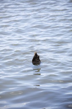 Cypress diz dalgalı bir gölden alay