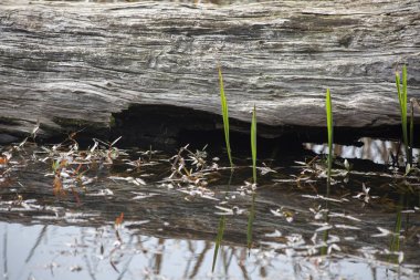 Bir günlük bir çamurlu bataklık bölgesinde yalan