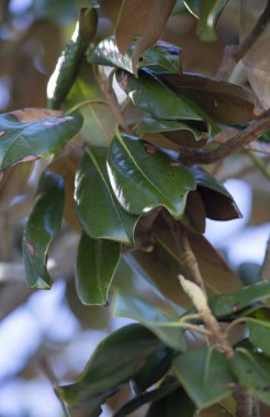 Manolya ağacının yaprakları yakın çekim