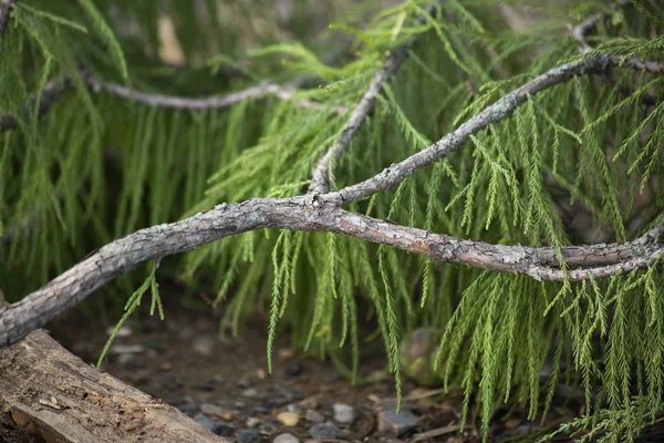 Membro Árvore Caído Deitado Chão Floresta — Fotografia de Stock