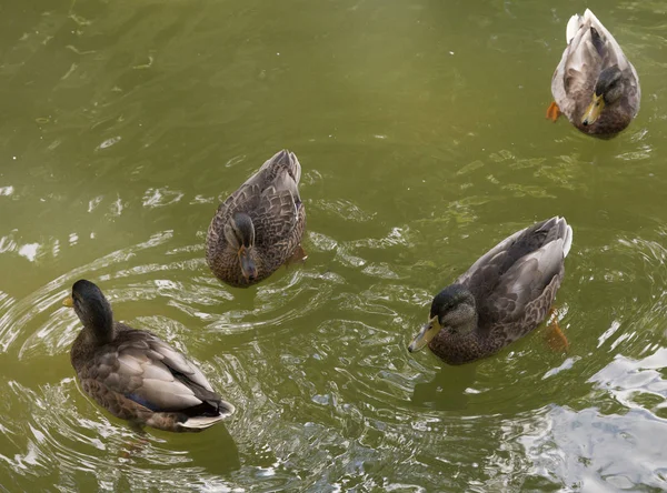 Cerca Cuatro Patos Nadando Estanque — Foto de Stock