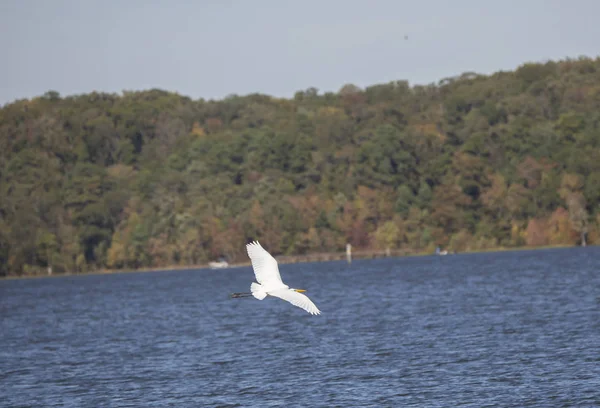 Czapla Biała Ardea Alba Latające Nad Wodą Linii Brzegowej Tle — Zdjęcie stockowe