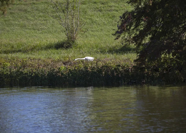 Ägretthäger Ardea Alba Struttade Längs Strandlinje — Stockfoto