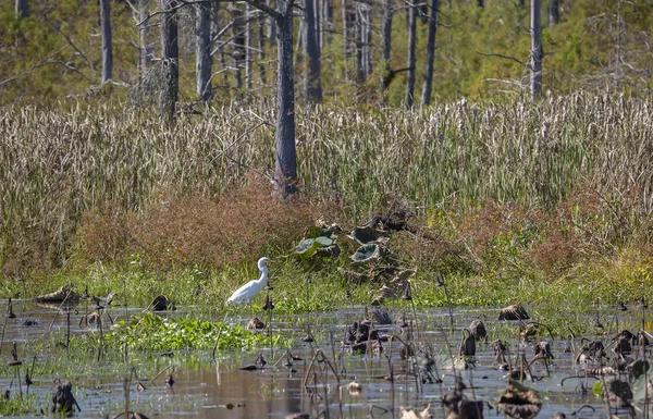 Nagy Kócsag Ardea Alba Becserkészni Zsákmányt Mocsár Szélén — Stock Fotó