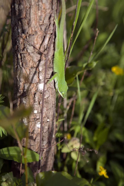 Groene Anolis Anolis Carolinensis Klauteren Naar Beneden Een Kleine Boomstam — Stockfoto