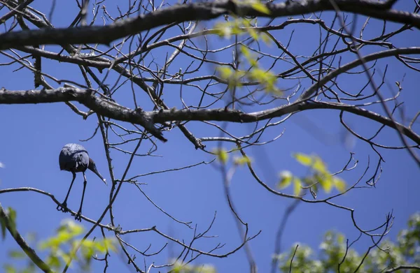 Petit Héron Egretta Caerulea Perché Sur Une Branche Arbre — Photo