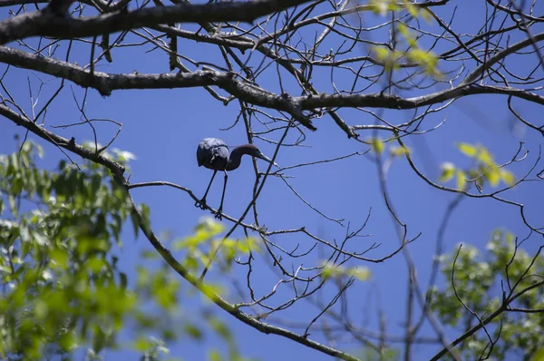 Garza Azul Egretta Caerulea Posada Sobre Una Rama Árbol —  Fotos de Stock