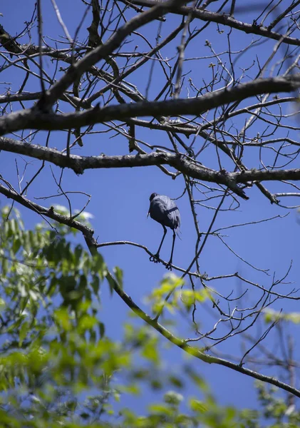 Küçük Mavi Bir Ağaç Dalı Üzerinde Tünemiş Balıkçıl Egretta Caerulea — Stok fotoğraf