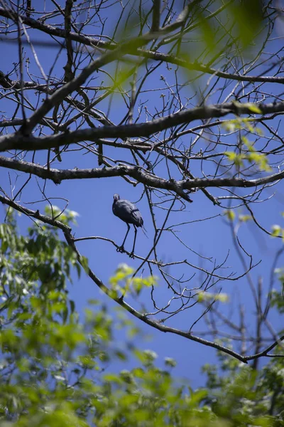 栖息在树枝上的小蓝色苍鹭 — 图库照片