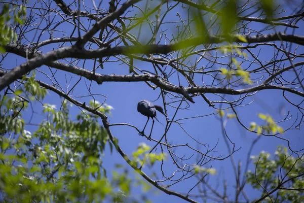 Garza Azul Egretta Caerulea Posada Sobre Una Rama Árbol —  Fotos de Stock