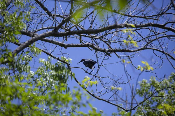 Garza Azul Egretta Caerulea Defecando Una Rama Árbol —  Fotos de Stock