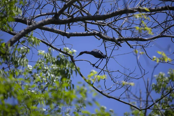 Pequena Garça Azul Egretta Caerulea Caça Insetos Galho Árvore — Fotografia de Stock