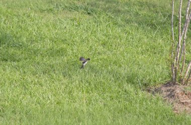 Bir çalı açılış Kuzey alaycı kuş (Mimus polyglottus'tur)