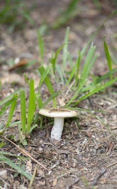 Bir taze mowed çim büyüyen küçük, beyaz mantar
