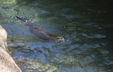 Yüzme bir Kuzey Amerika nehir su samuru (Lontra canadensis)