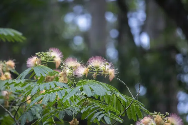 Färgglada Mimosa Eller Silk Träd Full Blom — Stockfoto