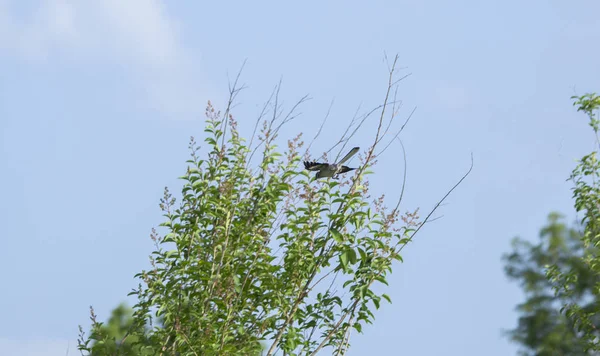 Nördlicher Spottvogel Mimus Polyglottos Fliegt Auf Einen Barsch — Stockfoto