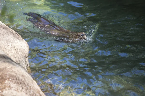 Ein Nordamerikanischer Flussotter Lontra Canadensis Schwimmt — Stockfoto