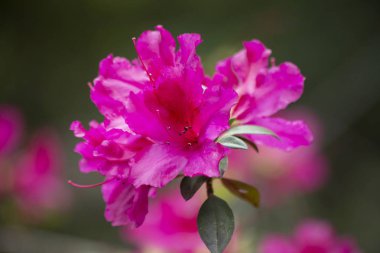 Bir parlak pembe çiçek çiçeklenme yakın çekim