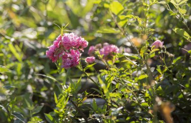 Küçük pembe çiçek çiçek açan bir asma üzerinde Kapat