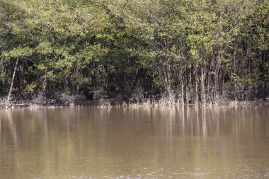 Bir kirli, kahverengi su birikintisi sonbahar mevsiminde yeşil kıyısında