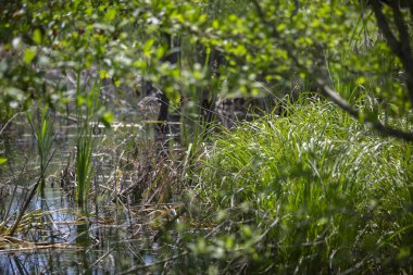 Sığ bir gölün dibinde yetişen yeşil bitkiler.